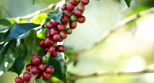 Harvesting Coffee